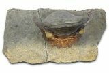 Multi-Toned Hollardops Trilobite With Orange Eyes #368581-2